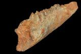 Oligocene Fossil Artiodactyla (Diplobune) Jaw Section - France #154984-2